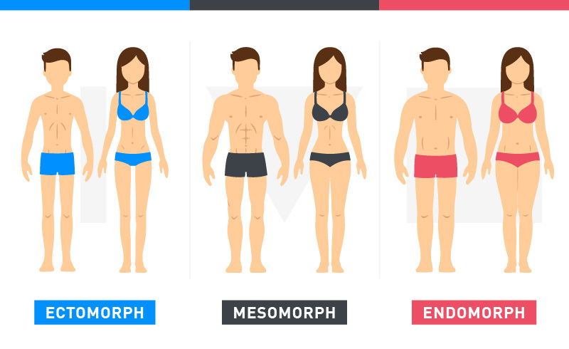 Body Types Illustration